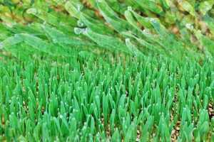 Home Vers tarwegrassap van Biosfeer Groede, biologisch geteeld tarwegras vol mineralen en vitamines
