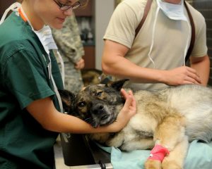 Home Dierenkliniek in Rijssen met professioneel team dat veterinaire zorg en behandelingen voor huisdieren aanbiedt