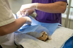 Betrouwbare dierenarts in Venray behandelt huisdier met professionele zorg en medische expertise